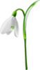 Single Snowdrop Clip Art